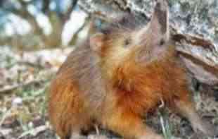 DA LI ZNATE ŠTA JE <span style='color:red;'><b>SOLENODON</b></span>? Živi fosil od pre 66 miliona godina, opasan po okolinu 