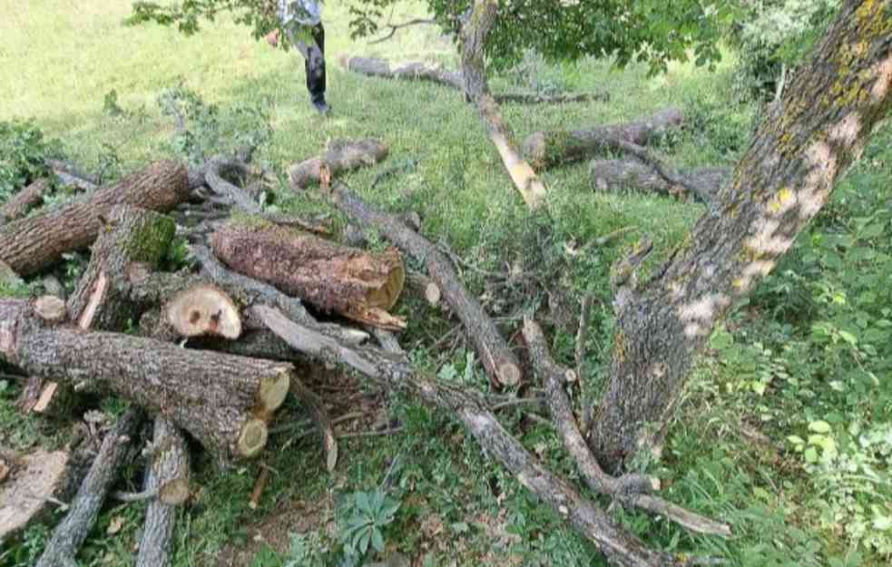 DIVLJAŠTVO ALBANACA NEMA KRAJA! I DRVEĆE NA METI: Na crkvištu Svete Petke u Velikoj Hoči uništeni stogodišnji hrastovi zapisi (FOTO)