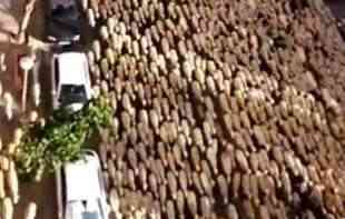OGROMNO <span style='color:red;'><b>STADO</b></span> OVACA KREĆE SE ULICAMA: Da li je ovo scena iz Beograda? (VIDEO)