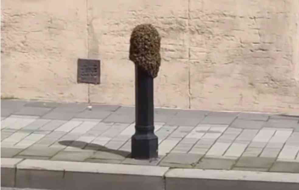 NESVAKIDAŠNJI PRIZOR: Pčelinjak nasred ulice u centru Beograda (FOTO)