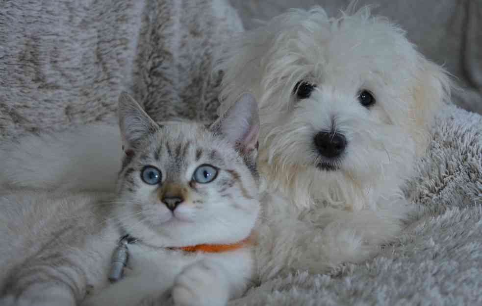 PSI i MAČKE mogu dobiti TOPLOTNI UDAR: Ukoliko primetite OVE SIMPTOME trk kod VETERINARA