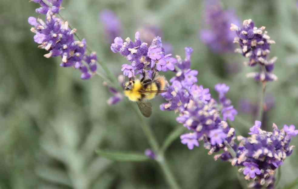 CARICA BAŠTE: Lepa, korisna i neverovatno mirisna: njeno veličanstvo lavanda u letnjoj bašti