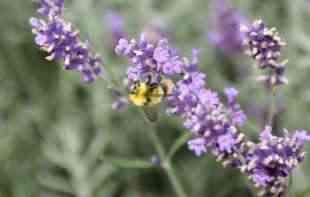 CARICA BAŠTE: Lepa, korisna i neverovatno mirisna: njeno veličanstvo <span style='color:red;'><b>lavanda</b></span> u letnjoj bašti