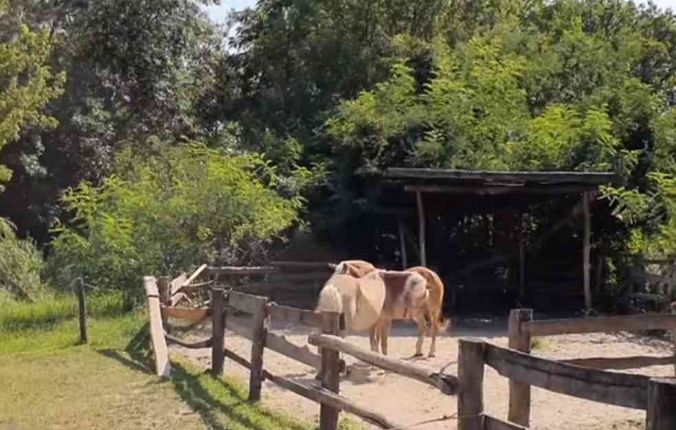 Otvoren novi zoološki vrt na Paliću: Do nedelje za decu besplatne karte