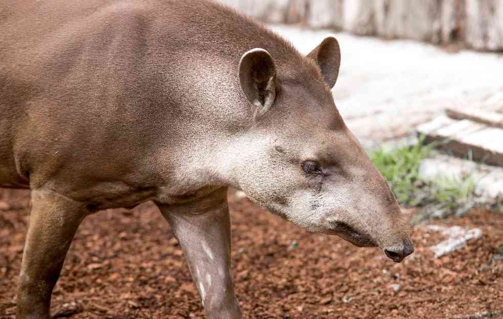 Prvo lavić, a sad ovo: Tapir luta Apatinskom šumom, stanovnici na nogama