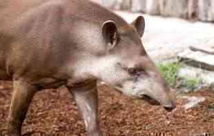 Prvo lavić, a sad ovo: Tapir luta <span style='color:red;'><b>Apatin</b></span>skom šumom, stanovnici na nogama