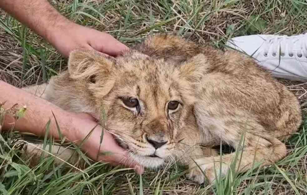 NAVIJAMO ZA MALENU KIKICU:  Veterinari se na Paliću bore za njen život