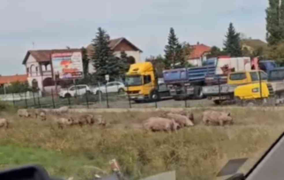 Prevrnuo se šleper u kružnom toku u Pećincima: Sav tovar 