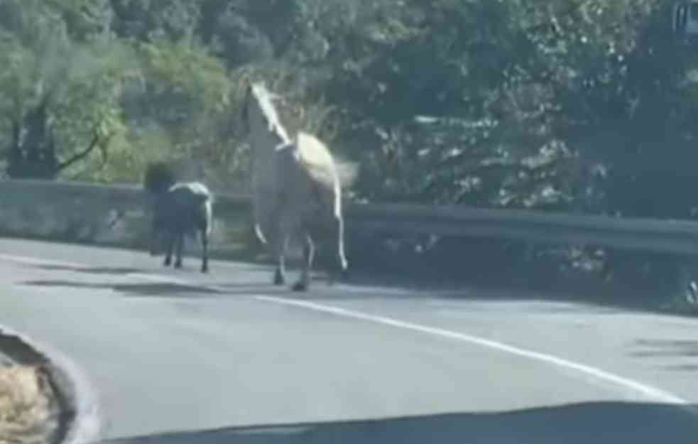 Na Avalskom putu viđeni konj i ždrebe kako trče: Sumnja se da ih je vlasnik izgubio (VIDEO)