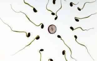 Ultra<span style='color:red;'><b>zvučni talasi</b></span> mogu da se koriste za poboljšanje pokretljivosti spermatozoida