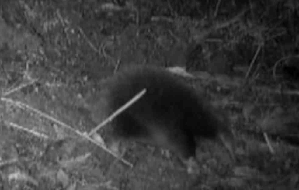 NAUČNICI PRONAŠLI DREVNU ŽIVOTINJU: Vrsta stara koliko i dinosaurusi, jedini primerak bio je u muzeju (VIDEO)