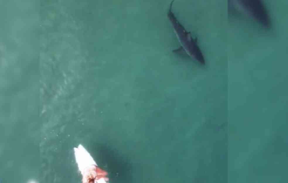 JEZIVA SCENA ZABELEŽENA DRONOM: Ajkula se približava surferki (VIDEO)