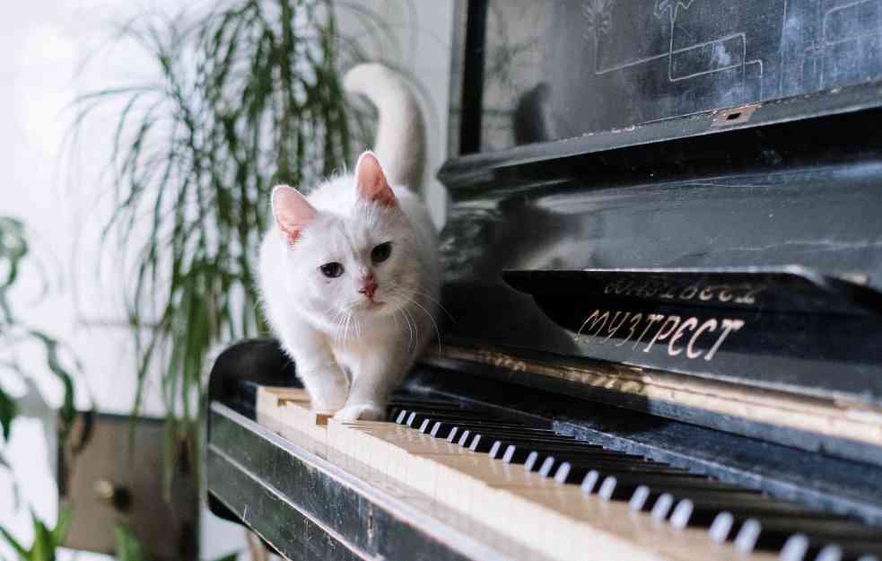 HARMONIJA JE U ZVUKU: Kako muzika utiče na kućne ljubimce?