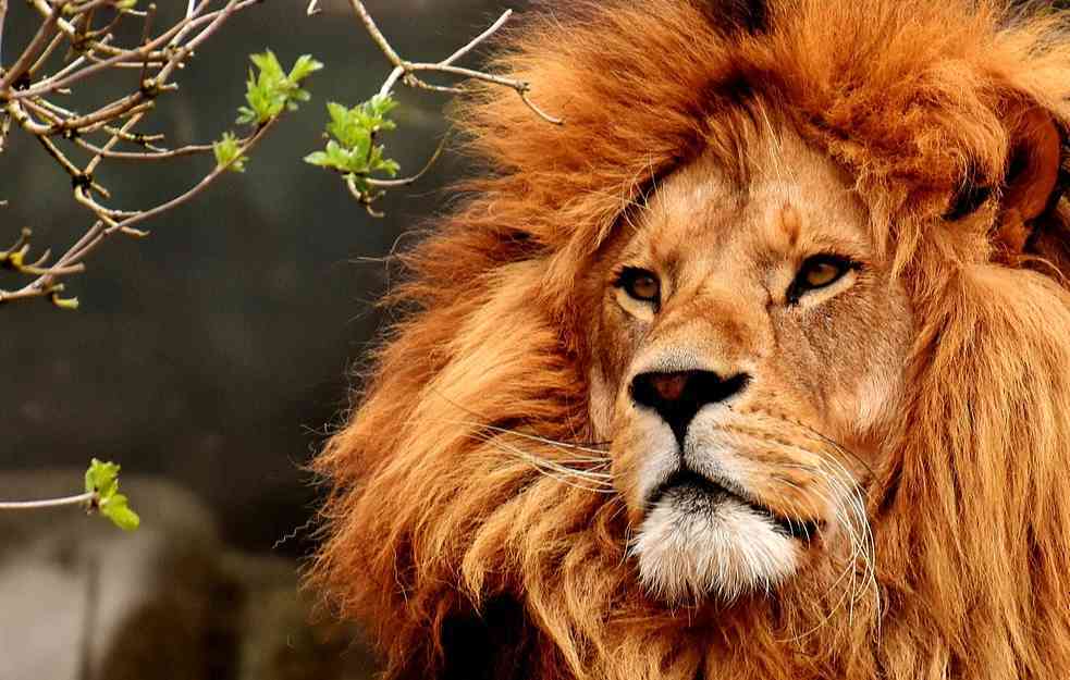 LOŠA PROCENA ZOO VRTA: Hteli da pare lava sa ženkom, on je ubio
