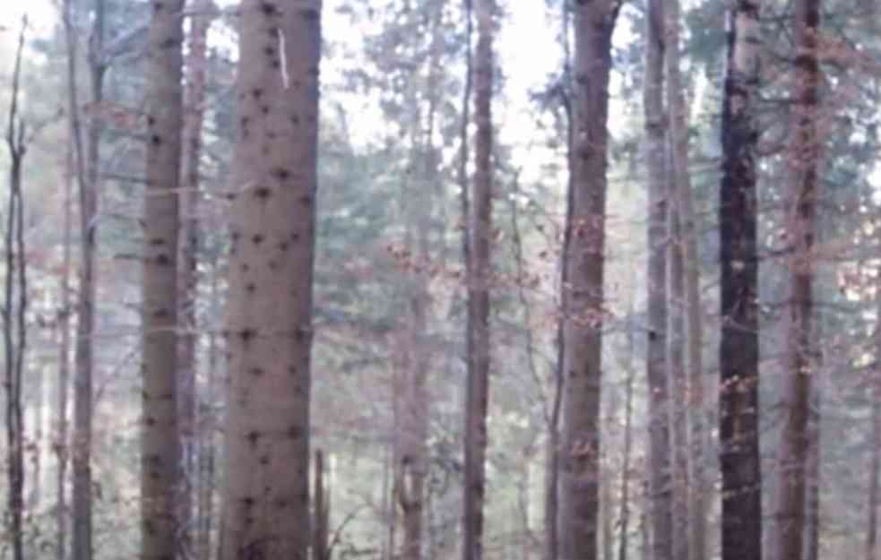 ŠUMSKA MAFIJA! KRAĐA DRVA POSTAJE UNOSAN POSAO: Nestane nekoliko hiljada hektara (VIDEO)