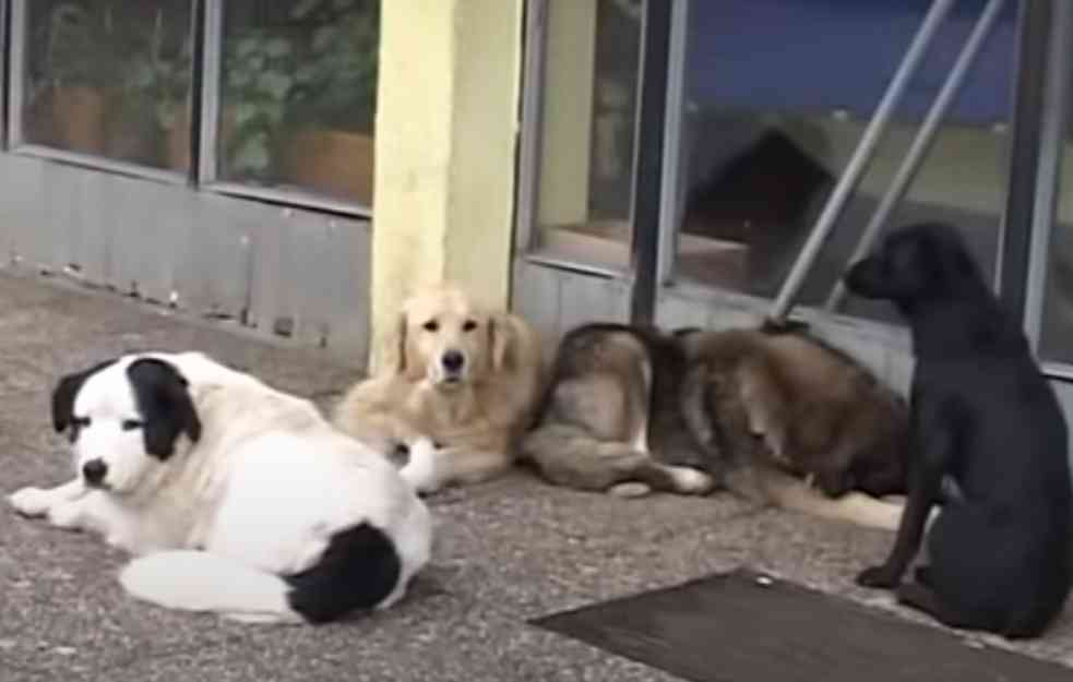 TEŽAK INCIDENT: Policija i Zoo higijena u selu u kome je pas ujeo devojčicu (9) za usnu