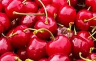 <span style='color:red;'><b>HOLANDIJA</b></span> POVUKLA VIŠNJE IZ SRBIJE: Razlog - previše smo (U)PRSKALI!