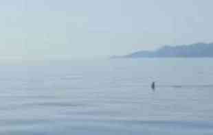 Ajkula viđena u Jadranu: <span style='color:red;'><b>Ribari</b></span> sve usnimili (VIDEO)