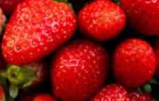 OVAKO IZGLEDAJU PRAVE DOMAĆE <span style='color:red;'><b>JAGODE</b></span>