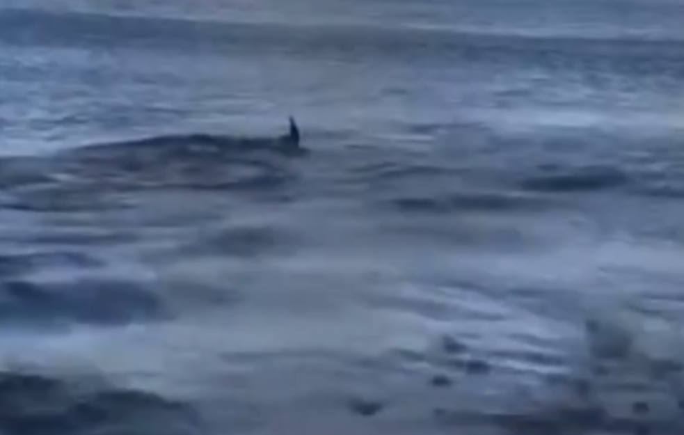 Ogromna ajkula snimljena u Jadranskom moru (VIDEO)