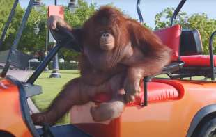 Od kola za <span style='color:red;'><b>golf</b></span>, preko poršea do električnih vozila sve to vozi ženka orangutana (VIDEO)
