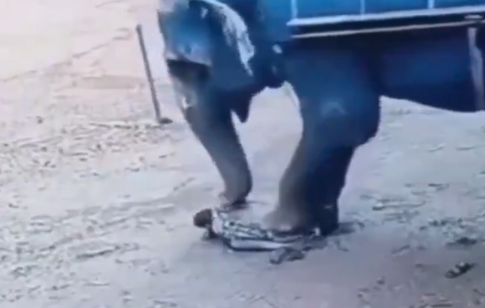 Kamera sve snimila: Slonica ubila čuvara oborila ga, pa izgazila (VIDEO)