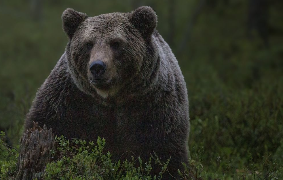 Medved im ušao na imanje, pa uništio sve košnice