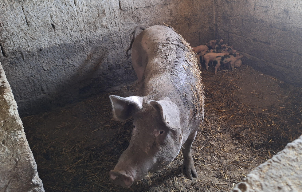 Svinje podivljale! Još jedna žrtva u aleksinačkom selu! Muškarca ugrizla za 