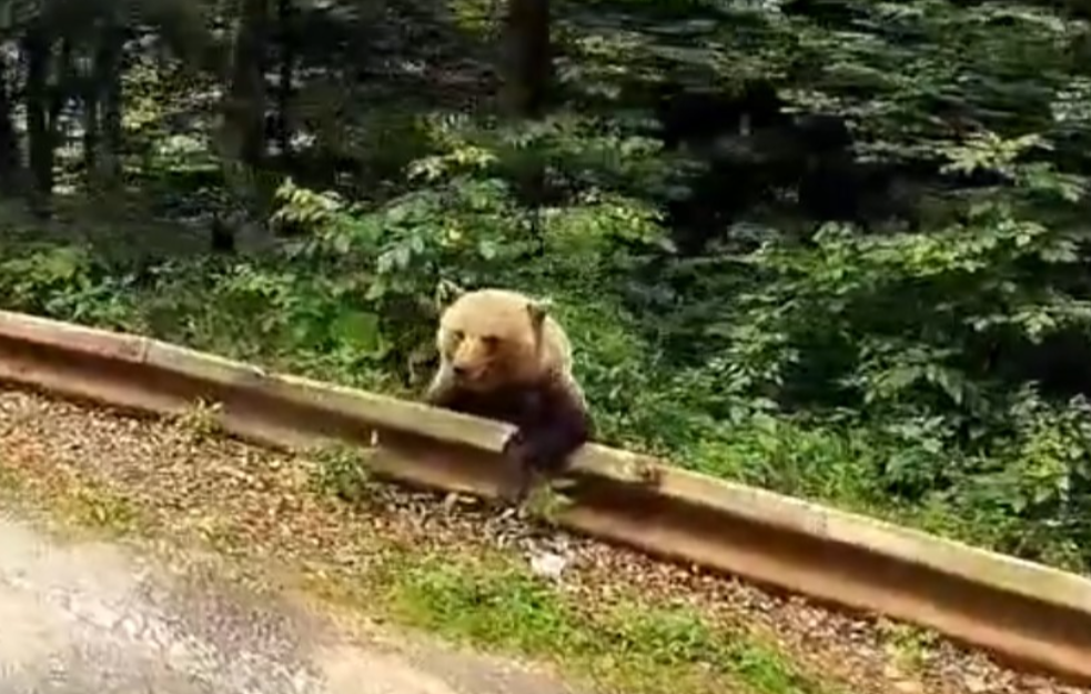 MEDVED PRIMEĆEN NA PUTU ZA VALJEVO!  (VIDEO)