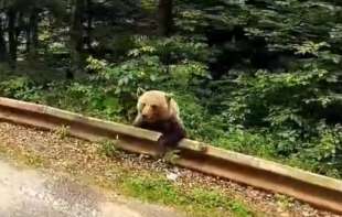MEDVED PRIMEĆEN NA PUTU ZA <span style='color:red;'><b>VALJEVO</b></span>!  (VIDEO)