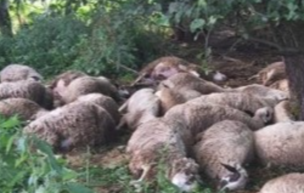Udar groma u Tutinu usmrtio stado od 30 ovaca i 10 jagnjadi (FOTO)