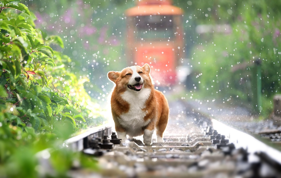 Ovih pet stvari bi vam psi rekli da mogu da govore