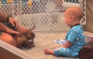 Video <span style='color:red;'><b>jaza</b></span>vičara i bebe raspametio internet (VIDEO)