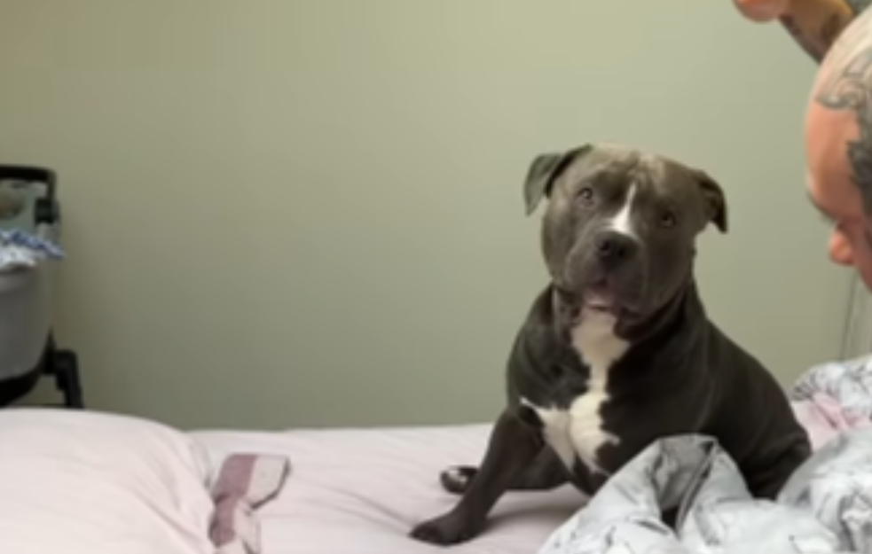 Pitbul kao zaštitnik bebe: Ne dozvoljava nikome da je povredi (VIDEO)