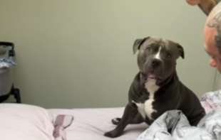 Pitbul kao <span style='color:red;'><b>zaštitnik</b></span> bebe: Ne dozvoljava nikome da je povredi (VIDEO)