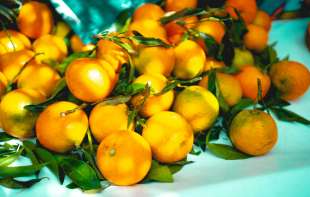 Bolest mandarina ih dotukla: Berba manja skoro 30 odsto