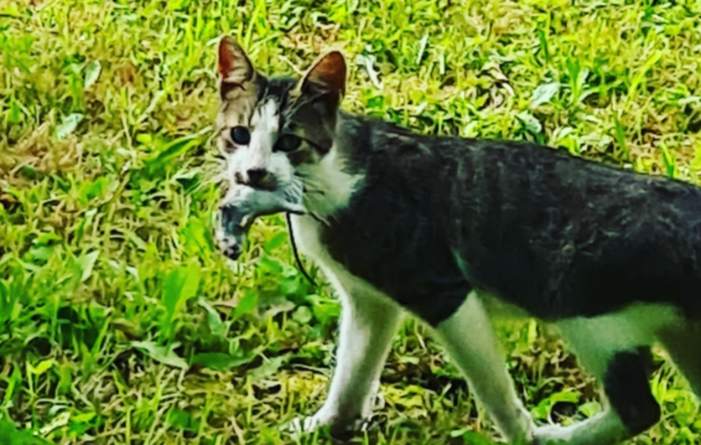 Na šta upozoravaju mačke ako ostave miša na kućnom pragu?