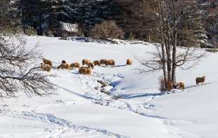 Snažna mećava zavejala Zlatibor: Sneg dostigao 30 centimetara, jutros led blokirao puteve