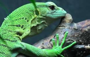 Godišnje prebrojavanje životinja: Zoo vrt u Londonu pravi <span style='color:red;'><b>popis</b></span> svojih stanara