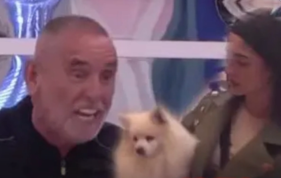 POVREĐEN LEPI MIĆA, krvarenje jedva zaustavljeno, ujeo ga Anđelin pas!