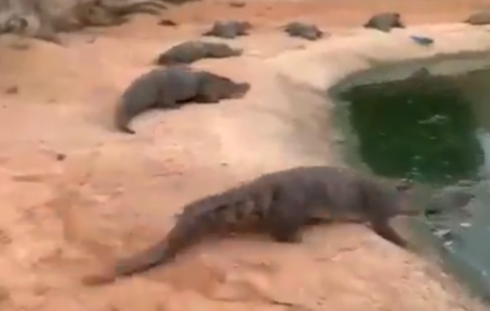 Suluda scena, lopatom jurio krokodile!