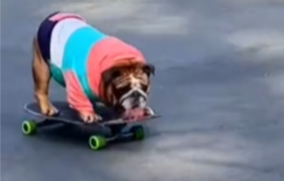 Buldog Čauder prosto leti na skejtu - vozi bolje od mnogih ljudi (VIDEO)