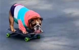 <span style='color:red;'><b>Buldog</b></span> Čauder prosto leti na skejtu - vozi bolje od mnogih ljudi (VIDEO)