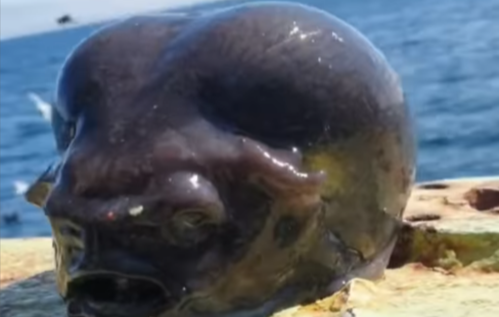 Ulovio ribu koja liči na vanzemaljca (VIDEO)