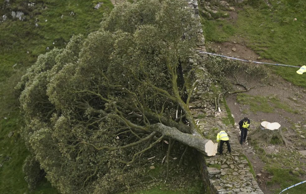 Dva Britanca posekla drvo staro 150 godina i napravila nepopravljivu štetu