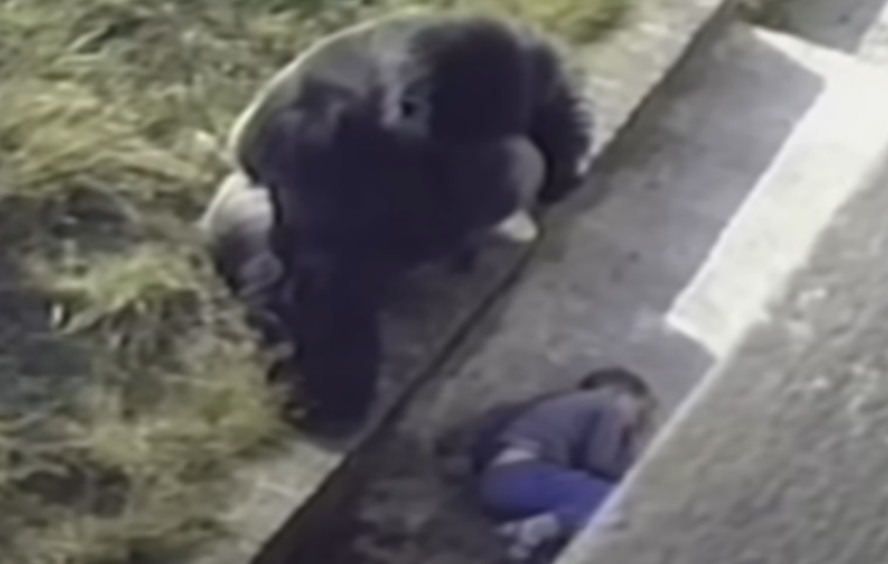 Upao u kavez sa GORILOM: Čovek se oglasio 40 godina nakon incidenta (VIDEO)