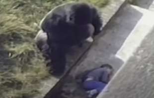 Upao u kavez sa GORILOM: Čovek se oglasio 40 godina nakon incidenta (VIDEO)