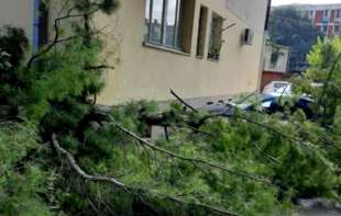 Olujno nevreme u Požarevcu izazvalo veliku štetu na drvoredima, parkovima i objektima  