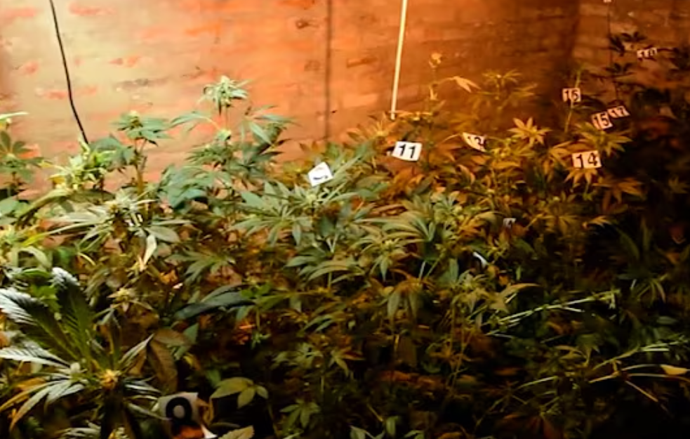 Podgorička policija otkrila najveću plantažu marihuane u Crnoj Gori