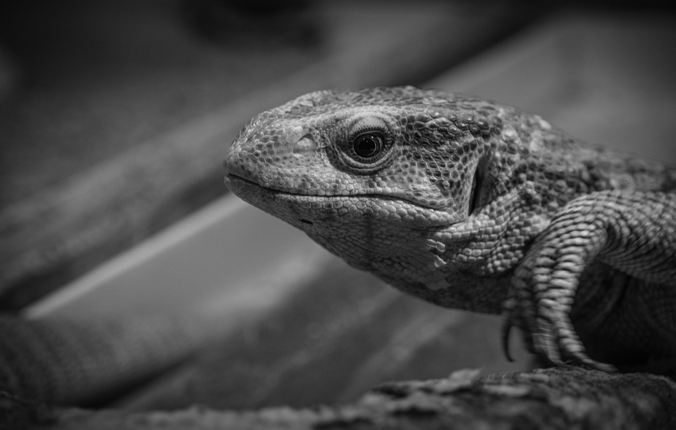 Pronađen najstariji predak guštera